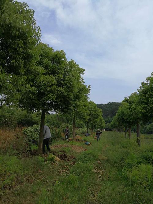 荆州市荆州区茂林苗木种植专业合作社